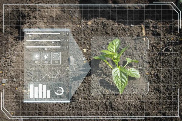 Agricultura Tecnología Inteligencia Artificial Granja Inteligente Para Monitoreo Semillas Plantas — Foto de Stock