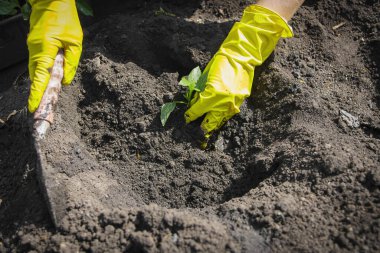 Kadın çiftlikte biber tohumları ekiyor. Bir çalı biberi dikme süreci.