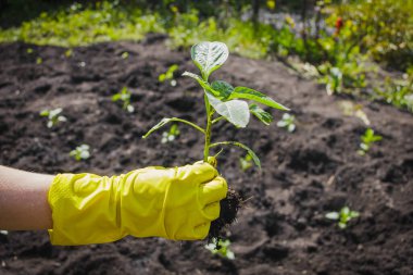 Kadın çiftlikte biber fideleri tutuyor. Bir çalı biberi dikme süreci.