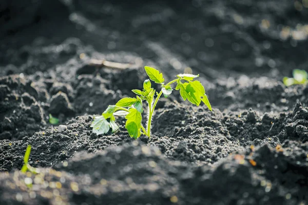 Jeunes Plants Tomates Poussant Dans Sol Ferme Plantation Semis Dans — Photo