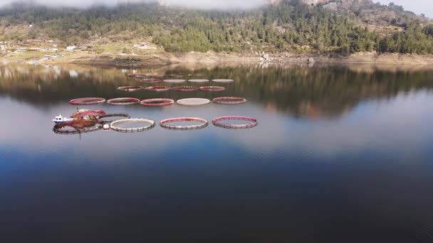 Ferme piscicole avec beaucoup d'enclos de poissons sur les cages. — Video