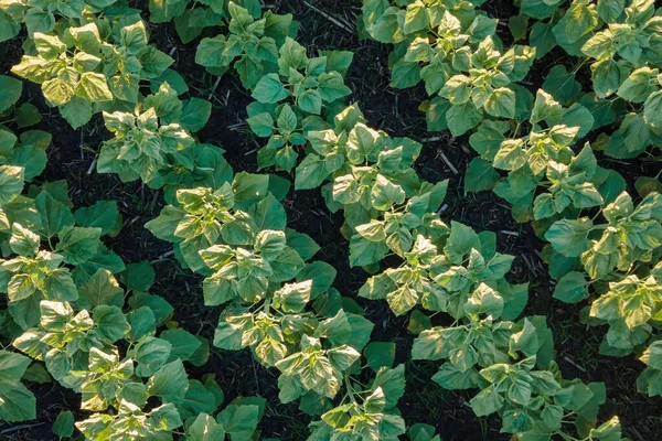 Genç ayçiçeklerinin en üst görüntüsü tarlada yetişiyor. Genç yeşil ayçiçeği tarlaları, yazın tarım.