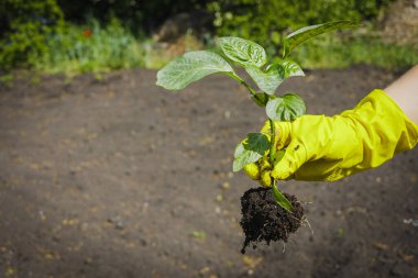 Sarı eldivenler, çiftlikte biber tohumları tutuyor. Bir çalı biberi dikme süreci.