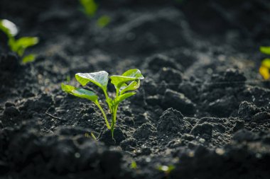 Çiftlikteki toprakta yetişen taze biber tohumları. Toprağa fidanlar ekiyorum..