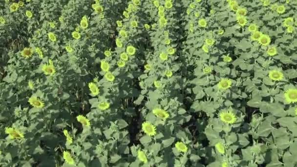 Campo con plantación de girasol joven — Vídeos de Stock