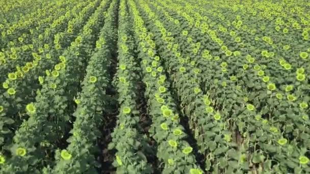 Mouvement Aérien sur même de jeunes rangées de tournesols