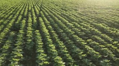 Genç ayçiçekleri üzerinde bile hava hareketi