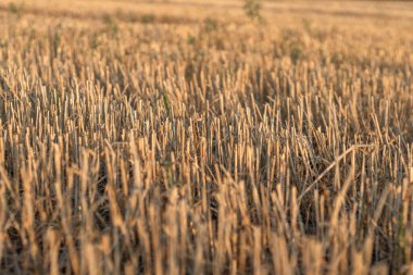 Altın saat boyunca hasat edilen mısır, günbatımında arka planda kalan kesim sakallarıyla.