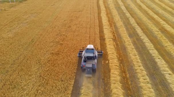 Buğday tarlasında hasat makinesinin hava görüntüsü. — Stok video
