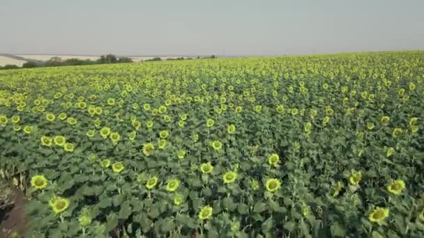 Campo Con Plantación Girasol Joven Vista Aérea — Vídeos de Stock