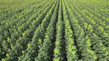 Hava, hareketin en üst görüntüsü rüzgardaki genç ayçiçeklerinin bile üzerinde. Tarım Alanı Tarım Tarlası