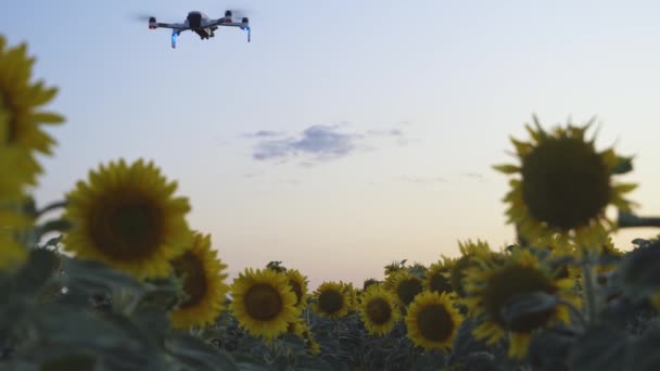 Un drone agricole intelligent survolant le domaine de l'innovation et de la technologie — Video