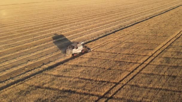 Combine Agricultura Trigo Colheitadeira Agricultura Colheita Fazenda Estação Colheita — Vídeo de Stock