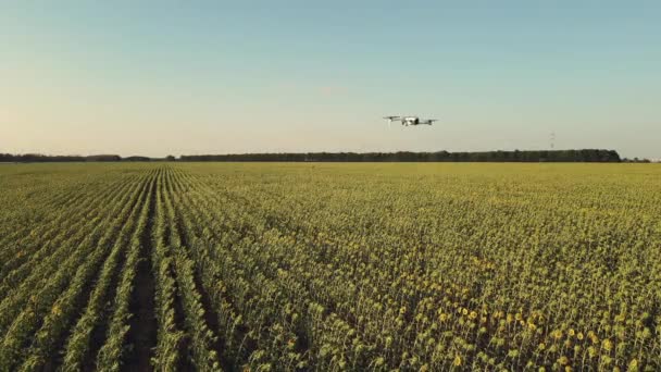 日没時にひまわり畑の上の農業用ドローン 農業における近代技術の応用 — ストック動画