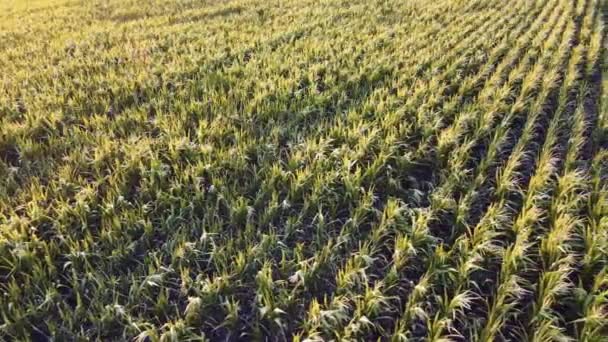 Maíz Maíz Agricultura Naturaleza Campo Vista Aérea Del Dron — Vídeos de Stock