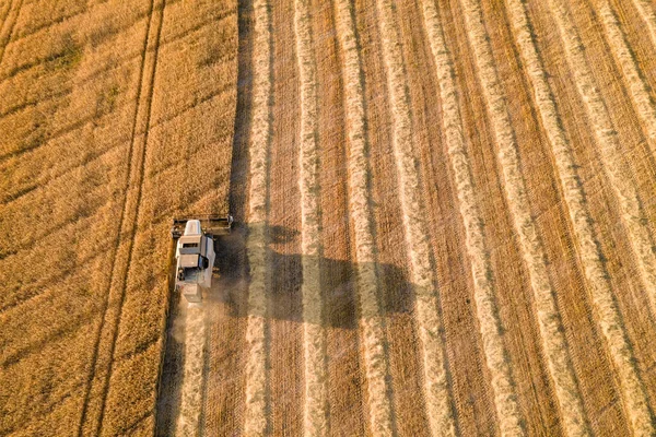 Mähdrescher Arbeitet Auf Einem Weizenfeld Erntezeit Landmaschinen Ernten Reifen Weizen — Stockfoto