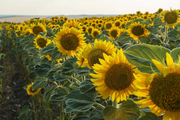 Поле Квітучих Соняшників Заході Сонця Жовті Квіти Сільському Господарстві Цвітіння — стокове фото
