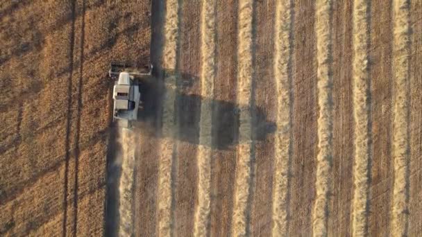 Mähdrescher Arbeitet Auf Einem Weizenfeld Erntezeit Landmaschinen Ernten Reifen Weizen — Stockvideo