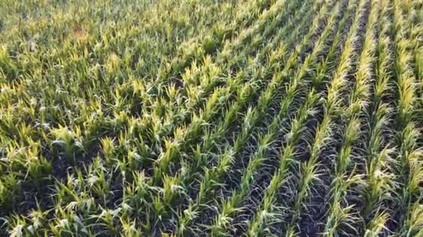 Zelená Kukuřice Obilné Pole Pěstování Letní Zemědělské Sezóně Let Nad — Stock video