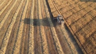 Buğday tarlasında çalışan hasat makinesi. Tarım makinesini birleştirip altın olgun buğday tarlasını hasat edin.