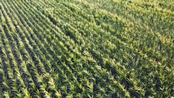 Cultivo Maíz Campo Maíz Granja Agrícola Vista Aérea Del Paisaje — Vídeo de stock