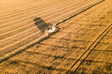 Hasat buğday tarımını birleştirin. Çiftlikte tarım, hasat mevsimi.