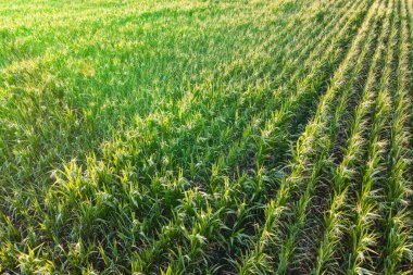 Mısır Mısır Tarımı Doğa Alanı. Drone hava görüntüsü