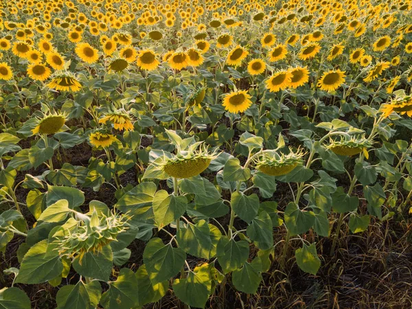Цвіт Соняшників Полі Сільськогосподарська Концепція — стокове фото