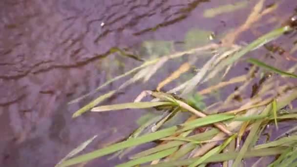 Unterwasser Süßwasserfluss Mit Gräsern Und Algen Fluss — Stockvideo