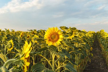Gün batımında açan ayçiçeği tarlası. Tarım alanında sarı çiçekler