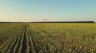 Tarımsal İHA akıllı çiftlikte arazinin üzerinde uçar. Drone tarama çiftliği. Tarım yeniliği için yapay zeka ve IoT teknolojisi.