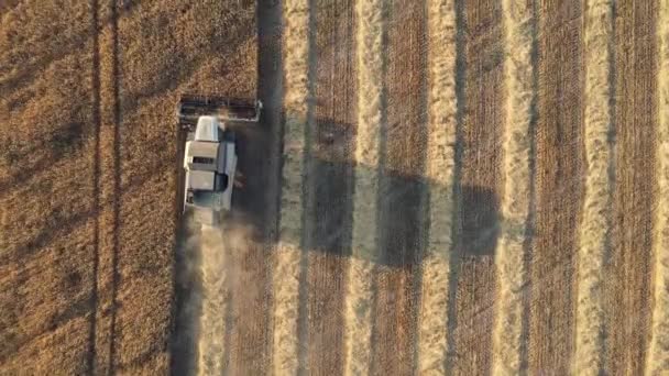 Kombinera Skördetröska Skär Vete Skördesäsongen Skördebegreppet Jordbruk Kombinera Skörd Livsstilsfält — Stockvideo