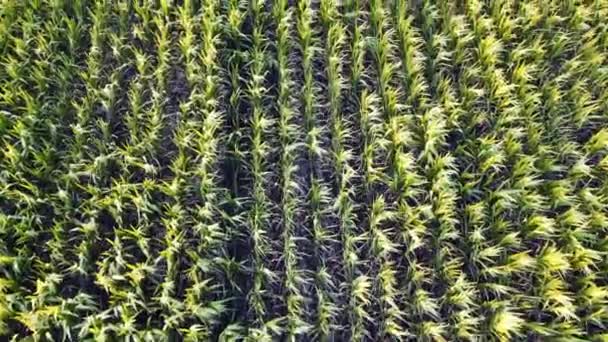 Rows Ripening Corn Corn Field Bright Sunny Day — Stock Video