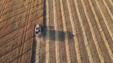 Hasat makinesi buğday tarlasında çalışıyor. Buğday hasadı. Tarım makinesi tarlada olgunlaşmış buğday hasat ediyor, hava manzarası