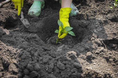 Kadın çiftlikte biber tohumları ekiyor. Bir çalı biberi dikme süreci.