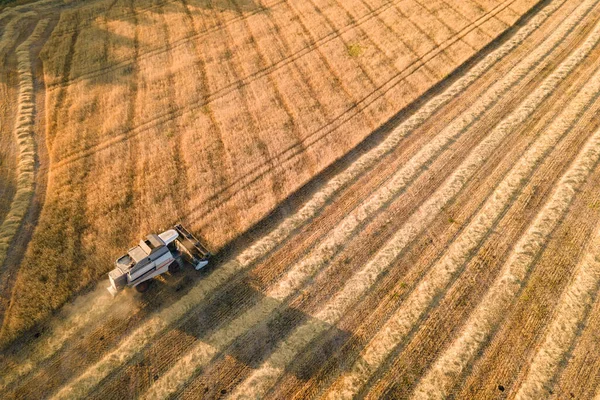 Combine Harvester Cutting Wheat. Harvest agriculture concept. Combine harvesting in lifestyle field of golden wheat