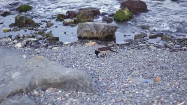 Cuervo Comiendo Mejillón Orilla Guijarros Del Mar — Vídeos de Stock