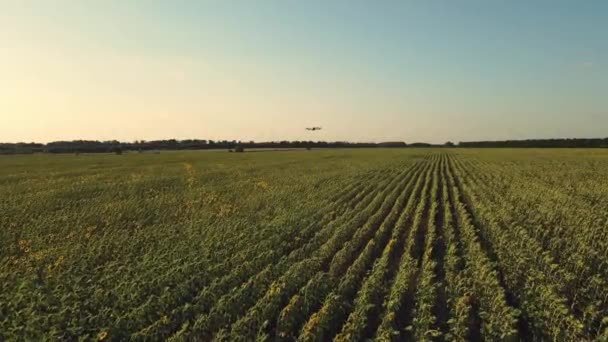 智能农业无人机飞越农业领域的数据收集 农业革命和提高作物产量的Iot技术 — 图库视频影像
