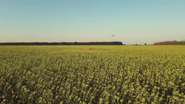 农业无人机扫描农田 人工智能和Iot技术 农业创新 — 图库视频影像