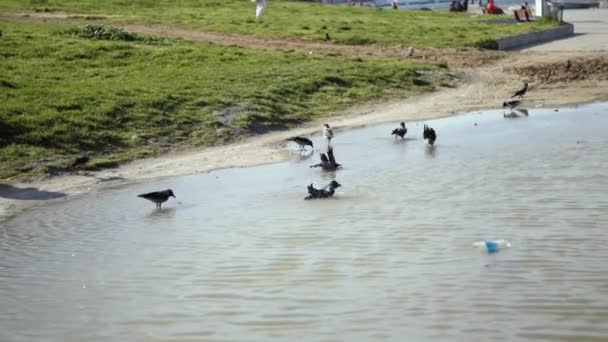Κοράκια Λούζονται Και Πλένονται Μια Λίμνη Νερό — Αρχείο Βίντεο