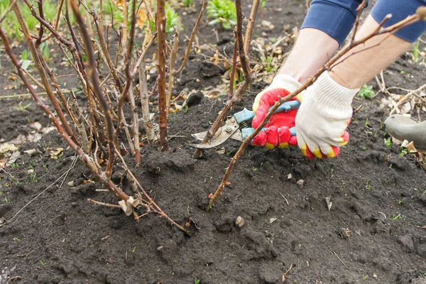 Bahçıvanlar ellerinde bahçe budanmış eldivenlerle gül filizlerini budarlar.