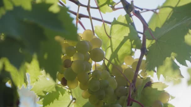 葡萄园里挂着一丛丛红葡萄 一排排的绿葡萄准备在葡萄园里采摘 — 图库视频影像