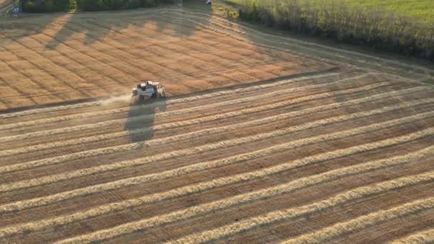 Kombiner Høstmaskine Indsamler Moden Hvede Solrig Dag Luftfoto Landbrugsarbejde Begrebet – Stock-video
