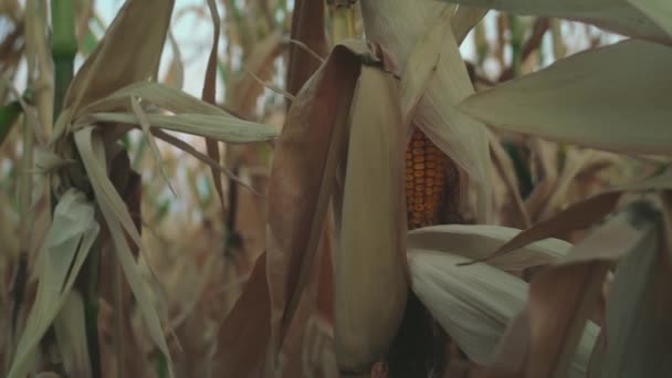 Elszáradt Kukoricamező Farmon Aszály Nyáron Szárazföld Természeti Katasztrófa Gazdaság Számára — Stock videók