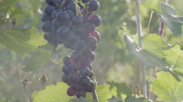 Grămadă Struguri Roșii Atârnând Vineyard Rânduri Struguri Pinot Noir Gata — Videoclip de stoc