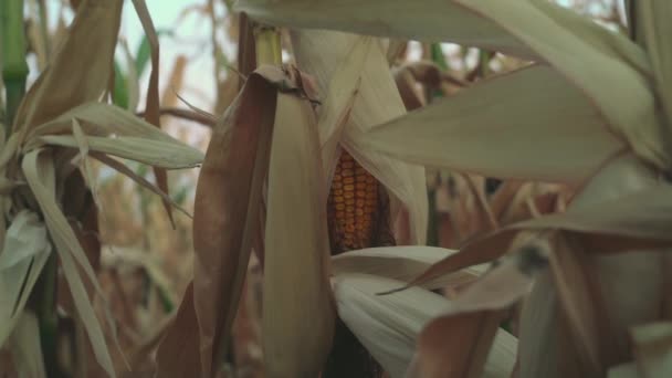干旱的夏天枯萎的玉米地 干旱土地和农业自然灾害 — 图库视频影像