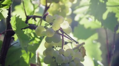 Üzüm bağında toplanmaya hazır.