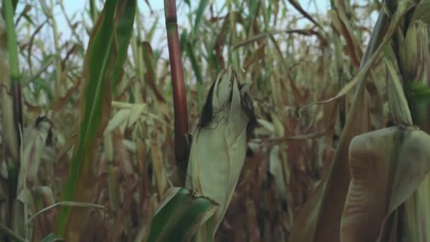 Verdorde Maïsveld Boerderij Droogte Droge Zomer Droogte Natuurrampen Voor Landbouwbedrijven — Stockvideo
