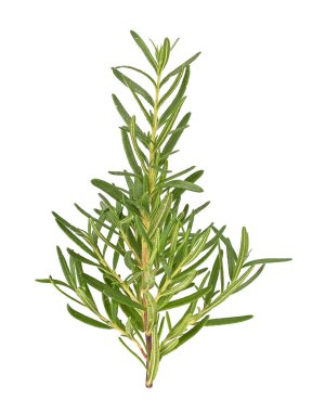 Biberiye üst görünümü beyaz arkaplanda izole