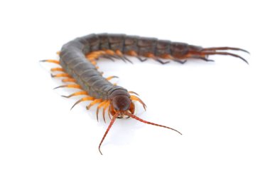 Kırkayak beyaz arkaplanda izole edildi